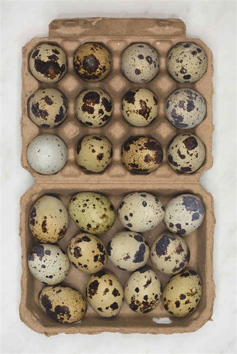itlog sa pugo|Itlog ng Pugo / Quail Eggs .